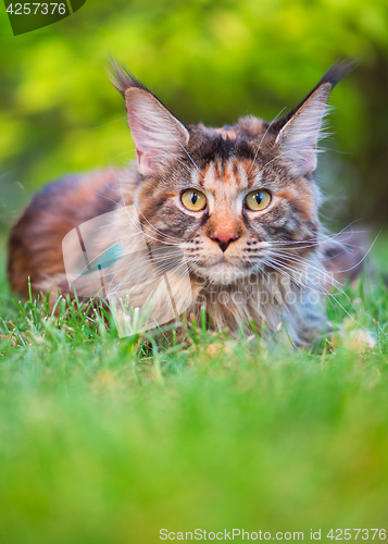 Image of Maine Coon on grass in garden