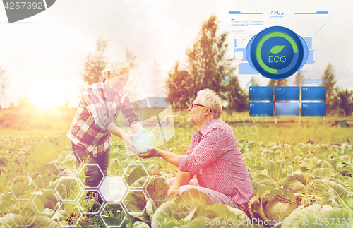 Image of senior couple picking cabbage on farm