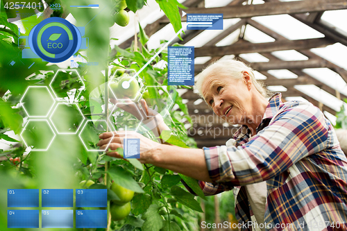 Image of senior woman growing tomatoes at farm greenhouse