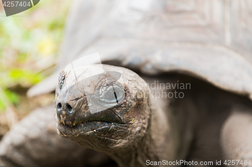 Image of close up of giant tortoise outdoors