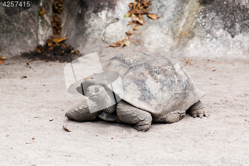 Image of giant tortoise outdoors on seychelles