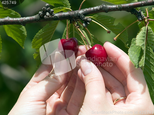 Image of Harvesting cherry