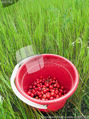 Image of Red cherry bucket in green field