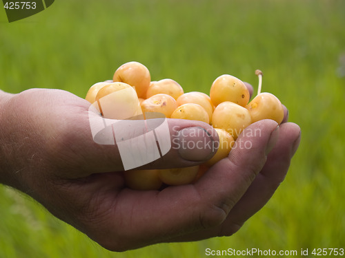 Image of Giving cherries