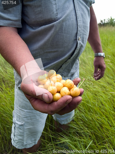 Image of Farmer with cherry