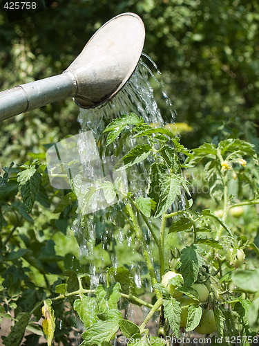 Image of Watering a plant