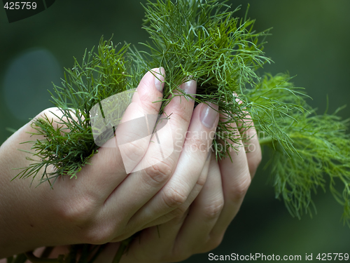 Image of Dill in hands