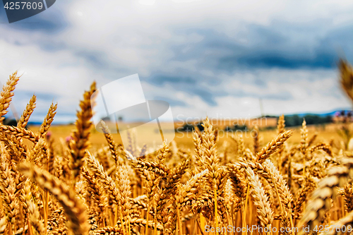 Image of golden corn field