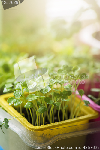 Image of Rukkola growing in a pot