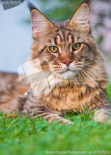 Image of Maine Coon on grass in garden