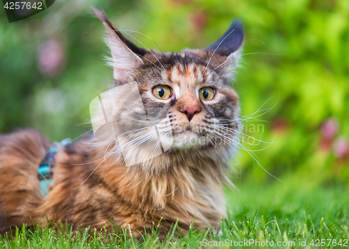 Image of Maine Coon on grass in garden