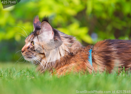 Image of Maine Coon on grass in garden