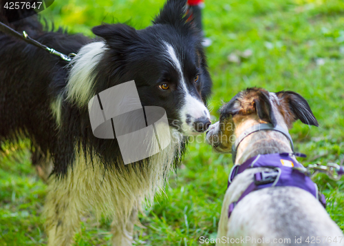 Image of Dog playing at park