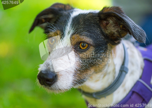 Image of Dog playing at park