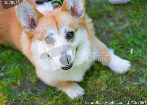 Image of Dog playing at park