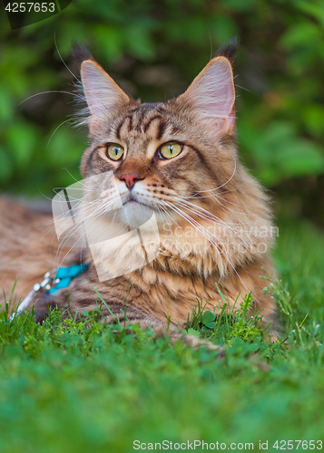 Image of Maine Coon on grass in garden