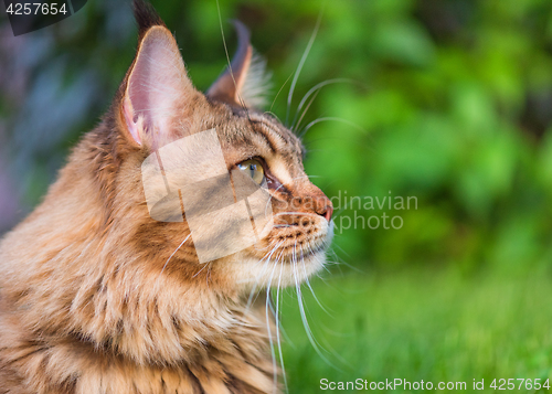 Image of Maine Coon on grass in garden