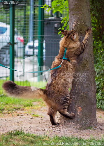 Image of Maine Coon on grass in garden