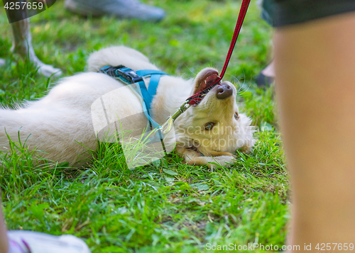 Image of Dog playing at park