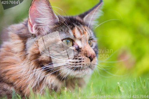 Image of Maine Coon on grass in garden