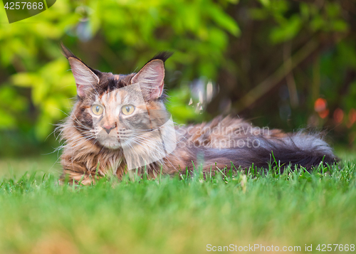 Image of Maine Coon on grass in garden