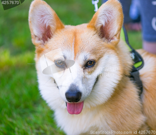 Image of Dog playing at park