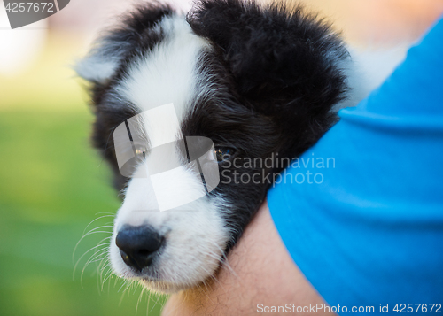 Image of Puppy on hands of man