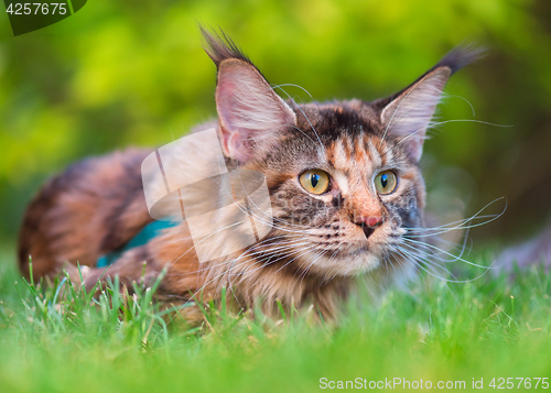 Image of Maine Coon on grass in garden