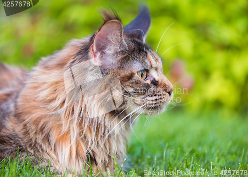 Image of Maine Coon on grass in garden