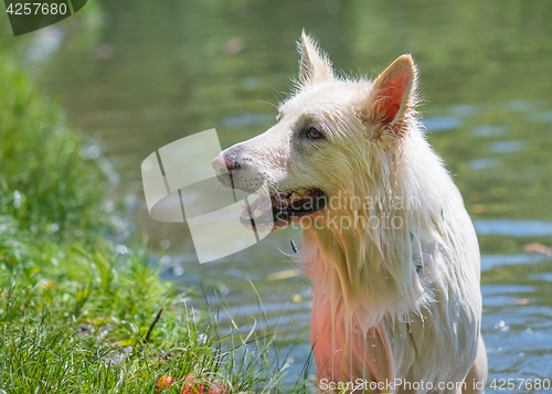 Image of Big wet white dog at park