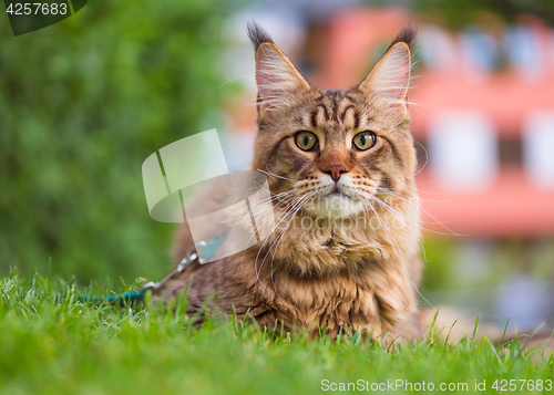 Image of Maine Coon on grass in garden