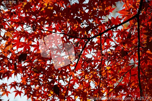 Image of maple red leafs
