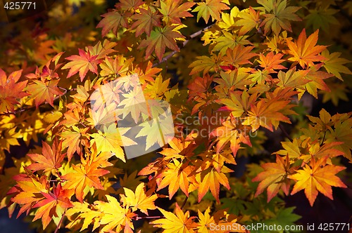 Image of maple yellow leafs