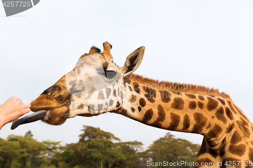 Image of hand feeding giraffe in africa