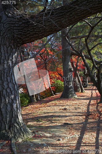 Image of alley in park