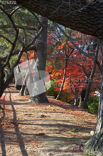 Image of alley in park