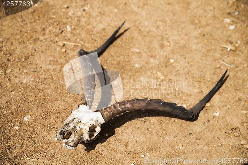 Image of impala antelope skull with horns on ground