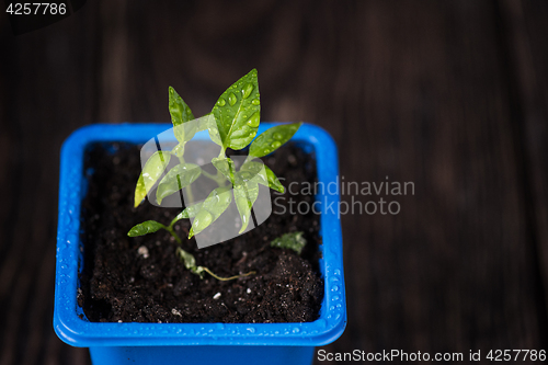 Image of Pepper growing in a pot