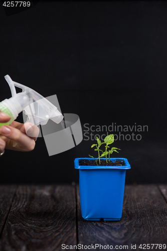 Image of Pepper growing in a pot