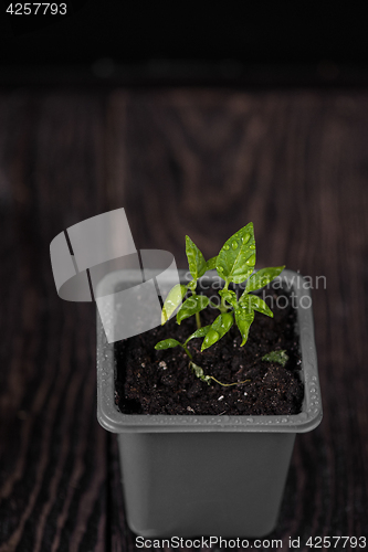 Image of Pepper growing in a pot