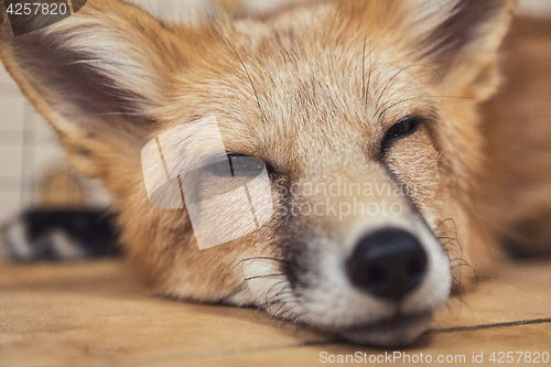 Image of Beautiful red fox