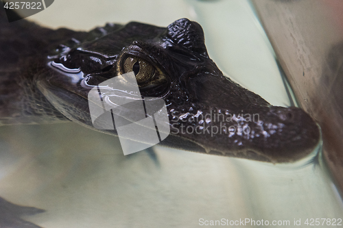 Image of Beautiful caiman crocodile