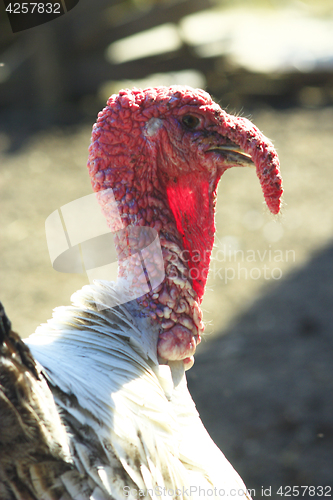 Image of turkey-cock's head