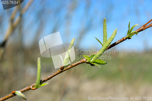 Image of Young sprouts of a willow in the spring