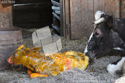Image of cow licking clean its just newborn calf