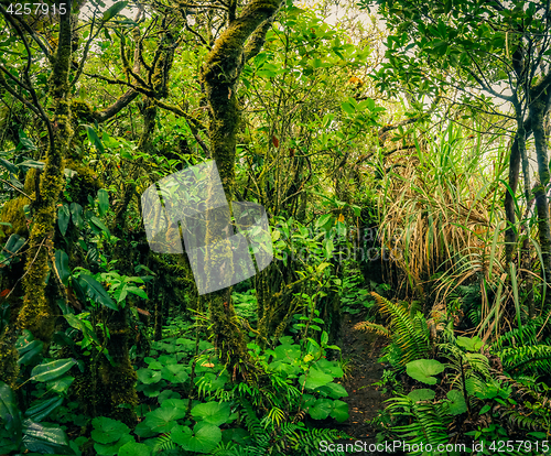 Image of Wild green jungle 