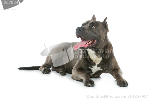 Image of Beautiful amstaff dog