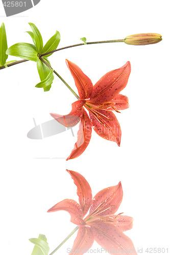 Image of Red Lilly