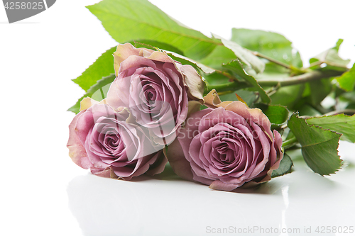 Image of Beautiful tea rose flowers