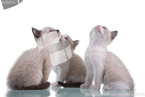 Image of 3 Kittens Looking Up